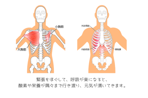 肋骨